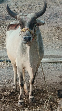 थंबनेल 5