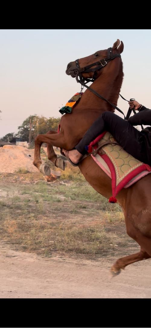 ઘોડો વેસવા નો સે 2 પગે હાલે સે