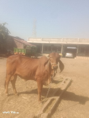 ગીર ગાય  ની હોડકી વેચવાની છે