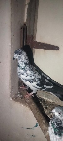 કબુતર ના સાટા મા કુકડા જોયે