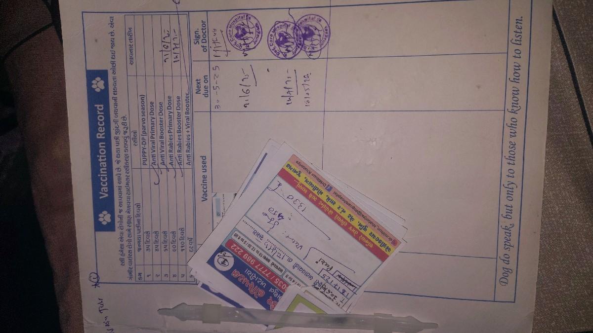 garman sefard fimale