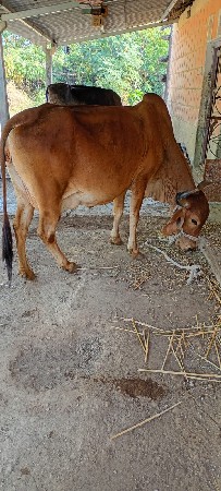 દેશી ગાય વેચવાની છે