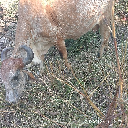 વેચવાની