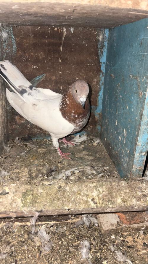 થંબનેલ 2