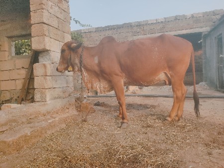 थंबनेल 3