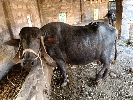 થંબનેલ 3