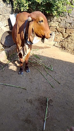 थंबनेल 3