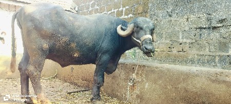 ભેંસ વેચવાની છે