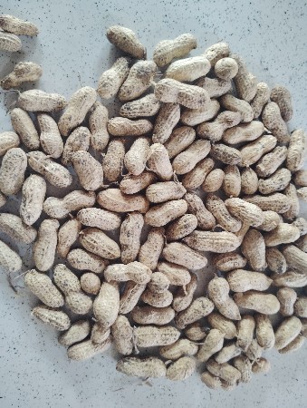 G 20  માંડવી કોરી 60 મણ