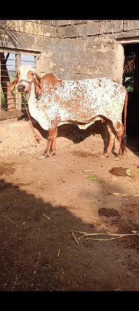 थंबनेल 2