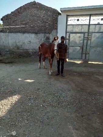 થંબનેલ 3