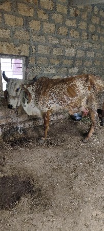 ગાય વેચવાની છે