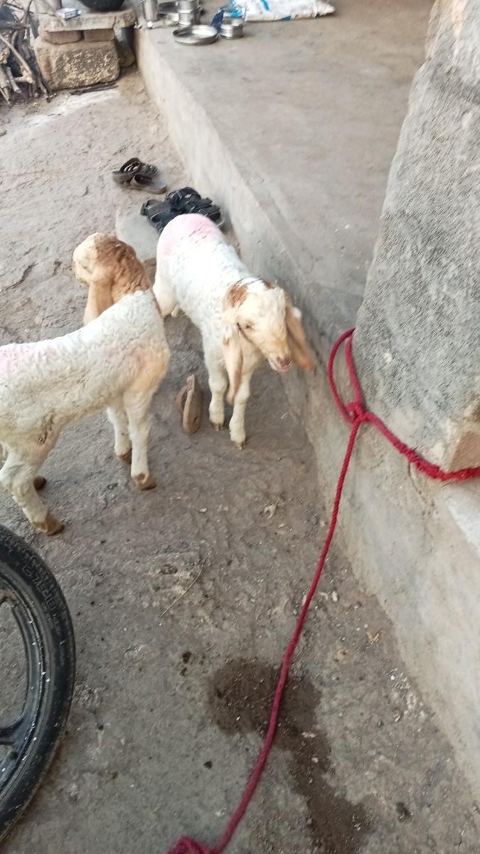 थंबनेल 2