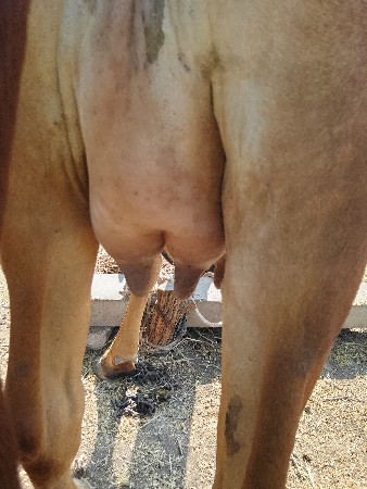 દેચી.ગર.પેલુવેતર