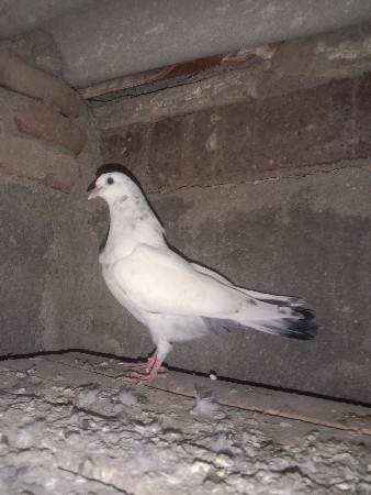 થંબનેલ 2