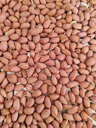 માંડવી નું બિયારણ