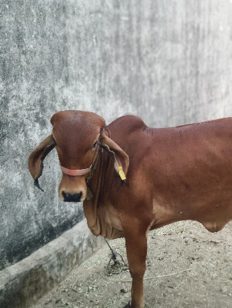 સામે જર્મન સફર કુતરો જોયે