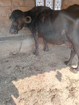 થંબનેલ 3