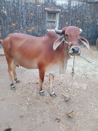 ગાય વેશવાની છે