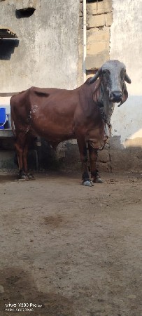 થંબનેલ 1