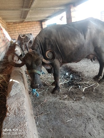 ભેંશ વેચવાની છે