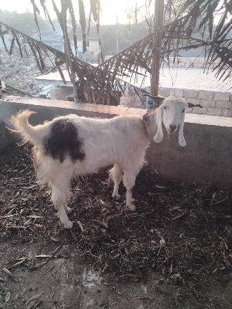 થંબનેલ 2