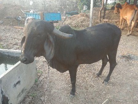 થંબનેલ 1