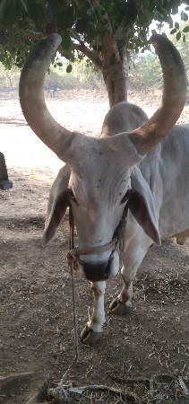 थंबनेल 3