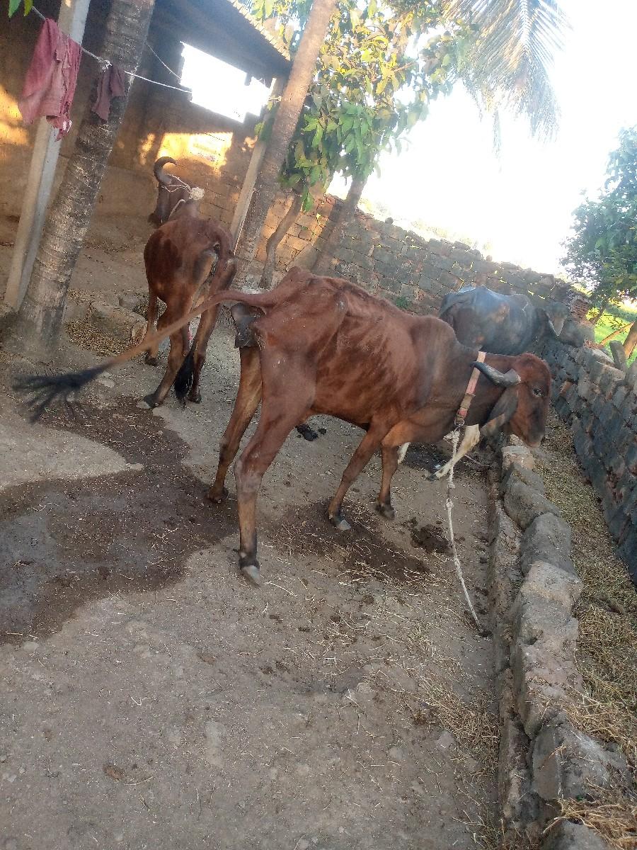 थंबनेल 2