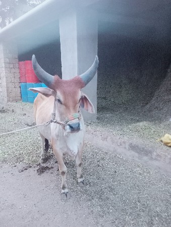 थंबनेल 2