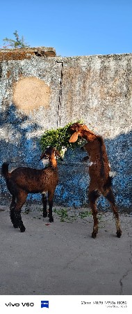 10 મહિનાની પા   ઠ