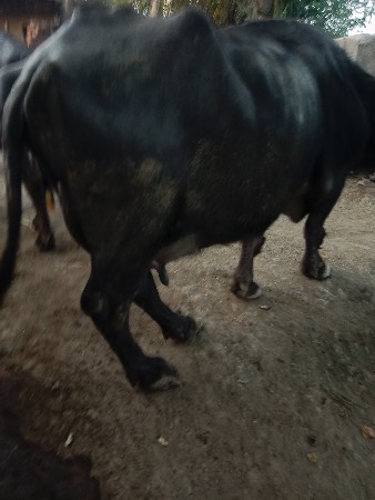 થંબનેલ 1