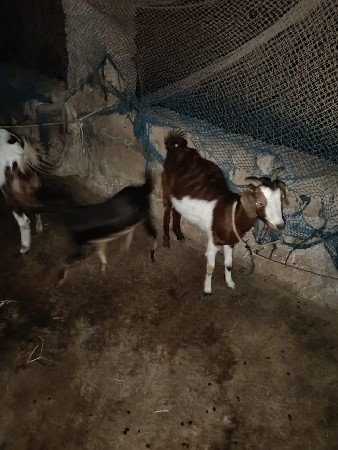 थंबनेल 3