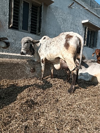 આપવાની છે