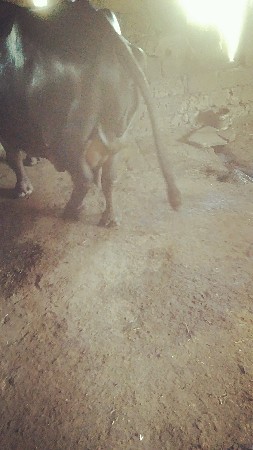 ભેંસ વેચવાની છે