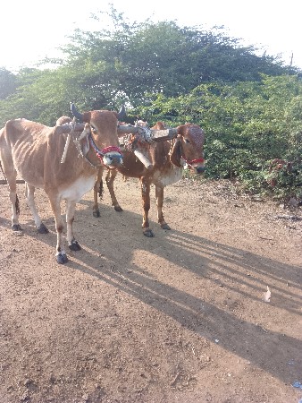 थंबनेल 3