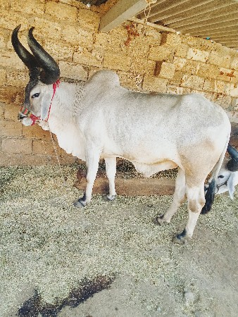 બળદ વેચવાનો છે
