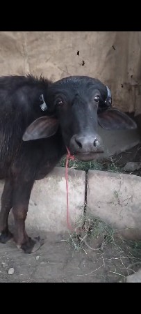 ૨ વર્ષ પાડી છે.