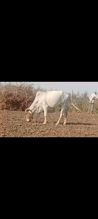 લિલડી વાસડી વેસવા ની સે