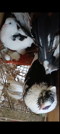 મોરપીછ ની જોડી વેચવાની છે