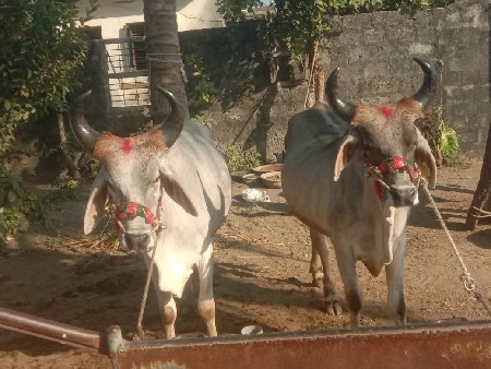 બળદ વેશવાના છે