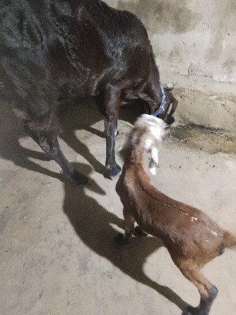 થંબનેલ 3