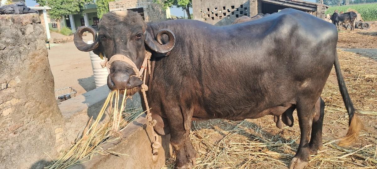 ભેંસ વેચવાની છે