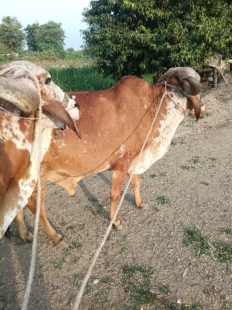 3 જી  ધારના. ગોધલા. વેસવના છે