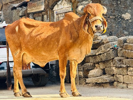 ગાય વેચવાની છે