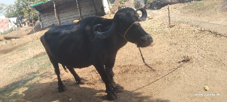 થંબનેલ 2