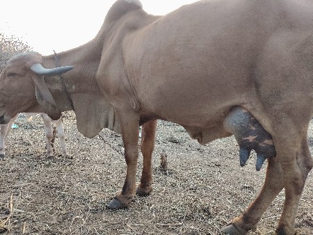ગાય વેસવાની છે