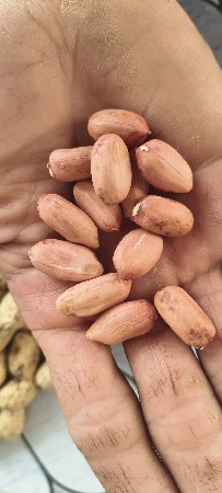 39 મગફળી નું બિયારણ