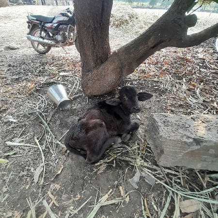 थंबनेल 3