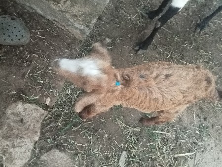 bacche ne bakro devaanshi